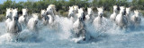 Caballos de La Camarga Pósters