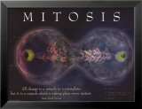Mitosis Kunst