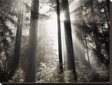 Morning Light Stretched Canvas Print by Dennis Frates
