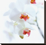 White and Pink Orchid Stretched Canvas Print by Cédric Porchez
