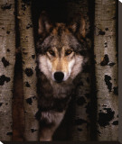Wisdom: Gray Wolf Stretched Canvas Print