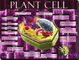Plant Cell Stretched Canvas Print