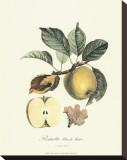 Apple Stretched Canvas Print by Pierre-Antoine Poiteau