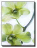 Orchid I Stretched Canvas Print by Annemarie Peter-jaumann