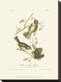 Hudson's Bay Titmouse Stretched Canvas Print by John James Audubon