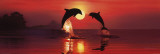 Lassen - dolphin dawn Posters