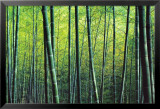 The Bamboo Grove Posters by Robert Churchill