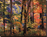 Maples and Birches Stretched Canvas Print by Joseph Holmes