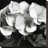 Hydrangea Stretched Canvas Print by Darlene Shiels