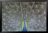 Colores verdaderos Láminas por Larry Ulrich