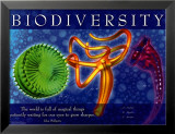 Biodiversity Plakater
