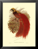 Oiseau de paradis Posters