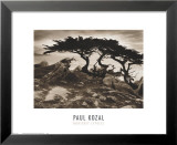 Monterey Cypress Prints by Paul Kozal