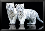 White Tiger Photo