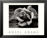 Rose mit Treibholz, San Francisco, Kalifornien Poster von Ansel Adams