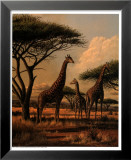 Giraffe Family Poster by Clive Kay