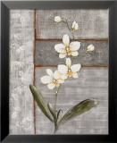 Orchid Shimmer I Plakater av O. Braun