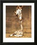 Girafe - Premier baiser Poster par Ron D'Raine