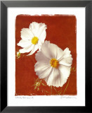 Cosmos blanc II - mini Affiches par Amy Melious
