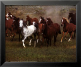 Chevaux sauvages Posters par Ron Kimball