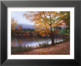 Otoño dorado Láminas por Diane Romanello