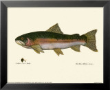 Steelhead Trout Posters av Teri Renee Blehm Steelhead Trout Posters av Teri Renee Blehm