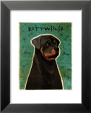 Rottweiler Poster par John Golden