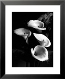 Four Lilies Pósters Four Lilies Pósters