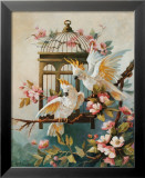 Cockatoo and Blossoms Affiches par Maxine Johnston