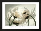 Spider Mums II Láminas por Huntington Witherill