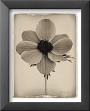 Sepia Anemone Prints by Deborah Schenck