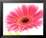 Magenta Gerbera Plakater af Michael Bird
