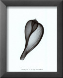 Tonnidae Posters par Bert Myers