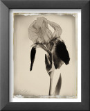 Sepia Iris Posters by Deborah Schenck