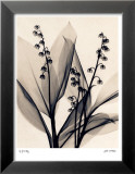 Muguet Poster par Judith Mcmillan