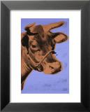 Cow, c.1971 (Purple and Orange) Affiche par Andy Warhol