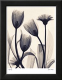 Tulip and Daisy Affiches par Judith Mcmillan