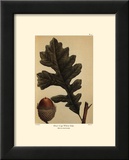 Chêne blanc Affiches par Francois A. Michaux