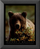 Grizzly Affiche par John Pezzenti Jr