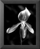 Orchid Láminas por Harold Silverman Orchid Láminas por Harold Silverman