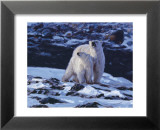 At the Edge of the Bay Plakater av John Banovich