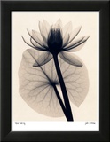 Tropical Water Lily Affiches par Judith Mcmillan
