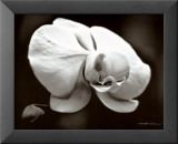 White Orchid Láminas por Harold Silverman White Orchid Láminas por Harold Silverman