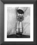 Gerberas Láminas por Nancy Gillespie Gerberas Láminas por Nancy Gillespie