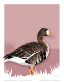 White-Fronted Goose Posters par Julia Barber