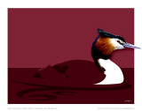 Great Crested Grebe Art par Julia Barber