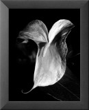 Anthuriums Poster par Harold Silverman