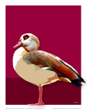 Egyptian Goose Posters av Julia Barber