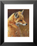 Curious: Red Fox Posters par Joni Johnson-godsy