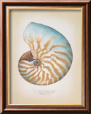 Chambered Nautilus Arte por Richard Van Genderen Chambered Nautilus Arte por Richard Van Genderen